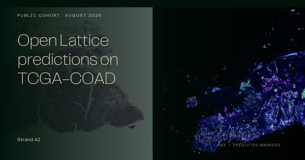 Open Lattice predictions on TCGA-COAD